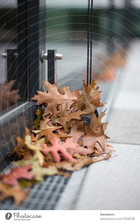 autumn. Garden Gardening Autumn Leaf Park High-rise Bank building Places Manmade structures Building Architecture Facade Window Metal grid Stone To dry up Dry