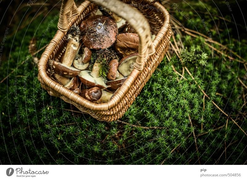 on a mushroom hunt Nature Plant Autumn Moss Carpet of moss Mushroom Mushroom picker Cep Forest Basket Fresh Brown Green Full Wild Accumulate Nutrition Edible