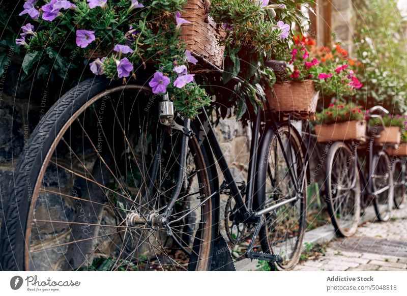 Bicycles with flowers near stone wall bicycle pavement basket bush rain wet lush spring street town sidewalk parked bike vehicle transport flora colorful shrub