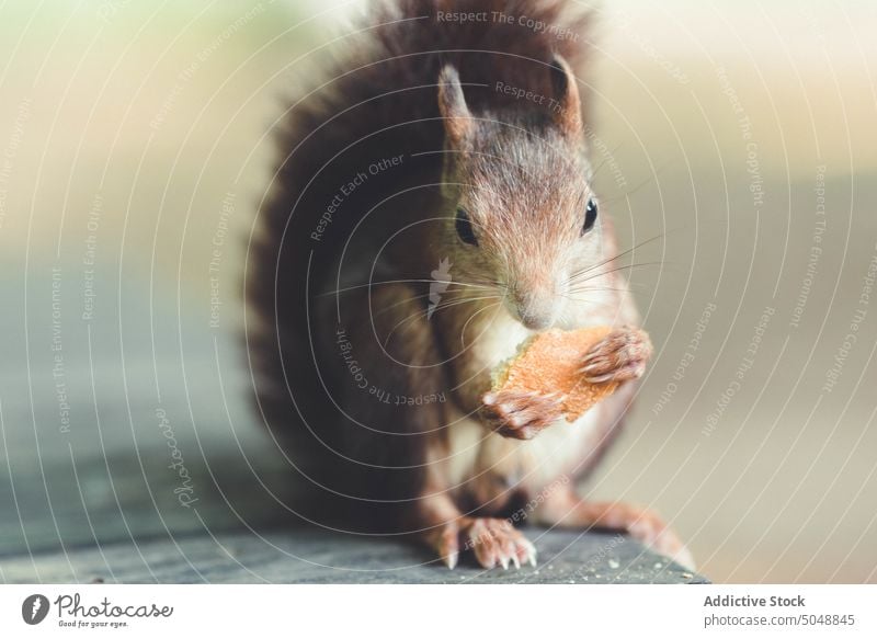 Sweet squirrel on wooden table park autumn grass fur eating lawn nut animal nature wildlife mammals cute rodent small furry fluffy tail standing brown green