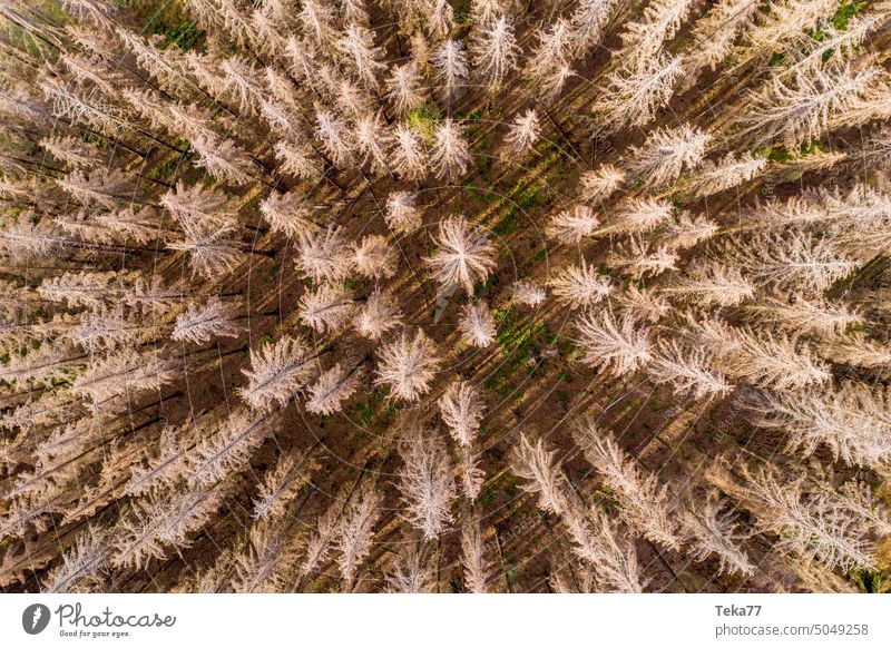 Dead forest from above #2 dead forest from on high Forest Climate change Hot Bark-beetle trees Tree dead tree