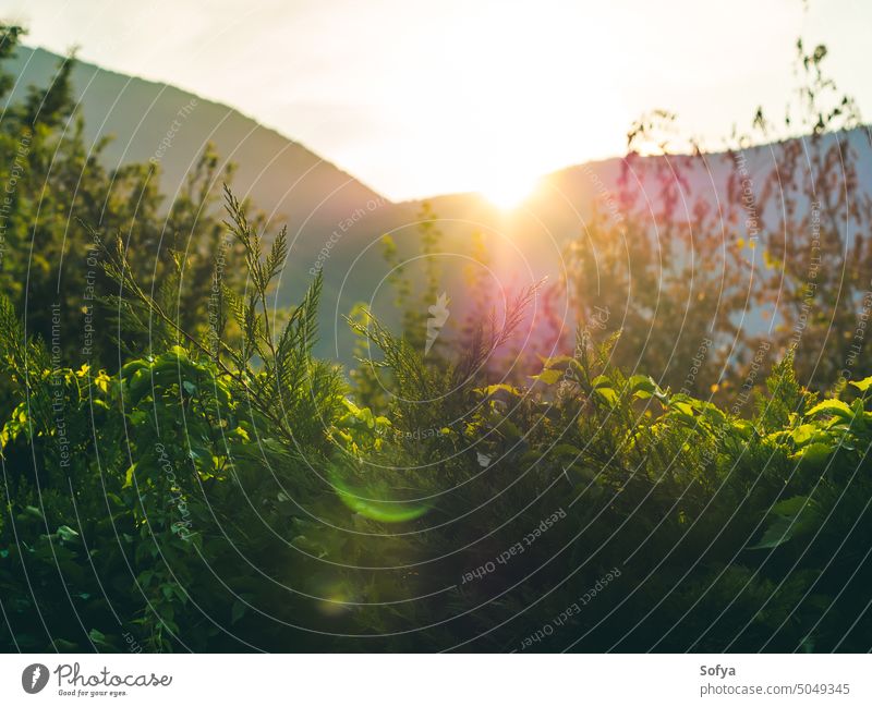 Background with tree branches at sunset nature forest garden golden hour background leaf light direct natural backdrop outdoors summer spring green plant