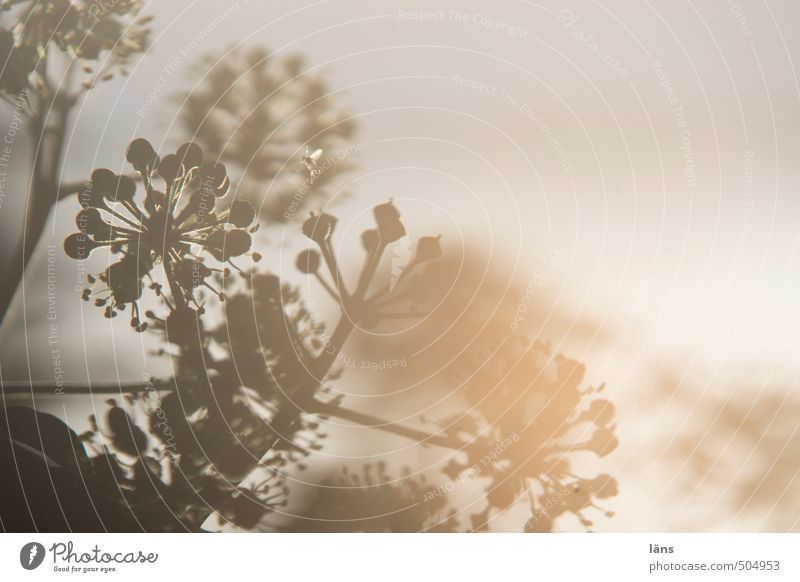 backlight Blossom Back-light Ivy Nature Silhouette leaves