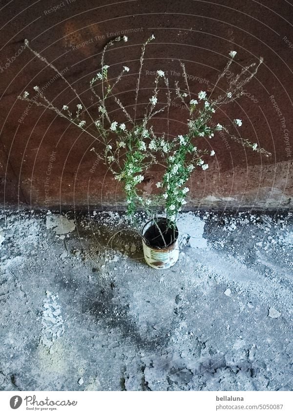 Street art - flowers/plants at in lost place II lost places Old Decline Transience Broken Derelict Change Ravages of time Apocalyptic sentiment Ruin