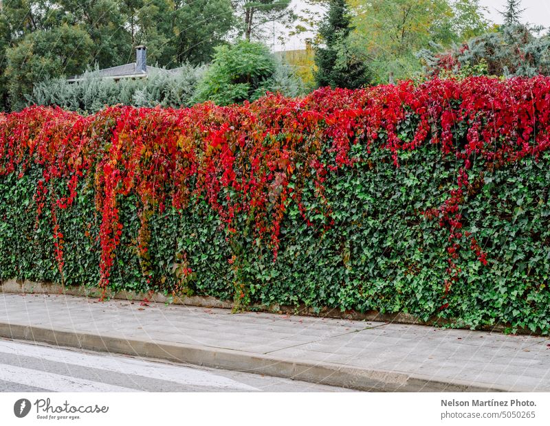 Autumn pattern of red and green living leaves wallpaper foliage background covering exterior plant leaf growth climbing bush stem coloured botany ivy overgrown