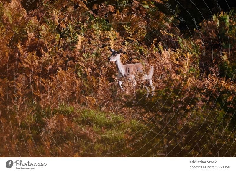 Deer with horns in forest deer animal fauna wildlife pasture mammal herbivore meadow lawn nature zoology bush grass fall specie creature outdoors habitat calm