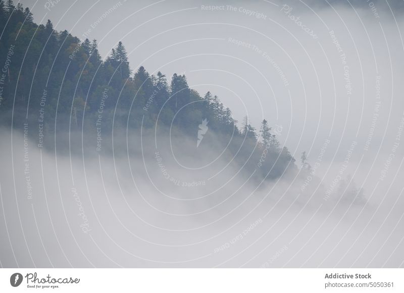 Fog near autumn forest fog tree woodland landscape nature foliage scenic woods fall peaceful season picturesque cloud environment lush wild mist plant park