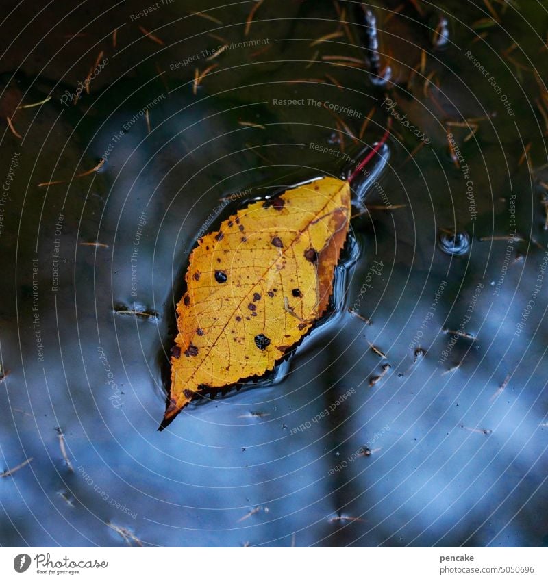 kalenderblatt Blatt Herbst Herbstlaub Pfütze Herbstblatt fallen Wasser November Kalender Kalenderblatt Jahreszeit Spiegelung Laub herbstlich Natur