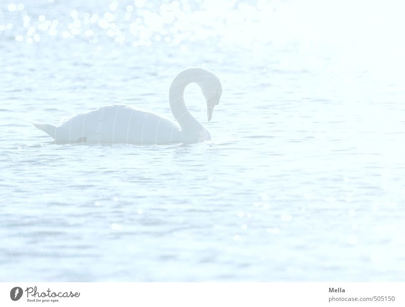 daydream Environment Nature Animal Water Waves Pond Lake Wild animal Bird Swan 1 Swimming & Bathing Bright Natural Blue Moody Romance Dream Kitsch Flashy Dazzle