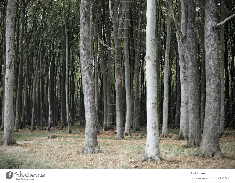 ghost forest Environment Nature Landscape Plant Autumn Tree Wild plant Forest Cold Natural Ghost forest Spooky Beech wood Beech tree Colour photo Subdued colour