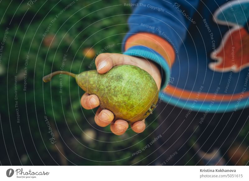 Little boy holds out and offers ripe pear. Kid in garden explores plants, nature in autumn. Amazing scene. Harvest, childhood concept eating food fruit healthy