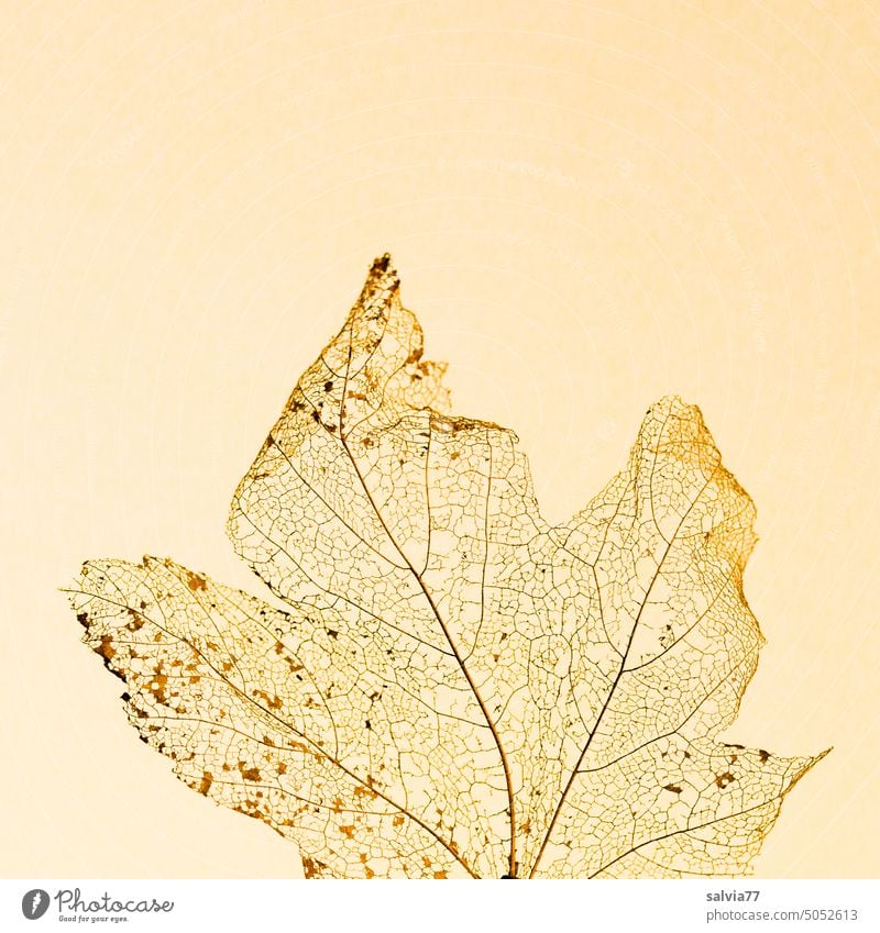 filigree leaf skeleton Leaf leaf structure Macro (Extreme close-up) Botany Structures and shapes Close-up Background picture Transience Delicate Nature Plant