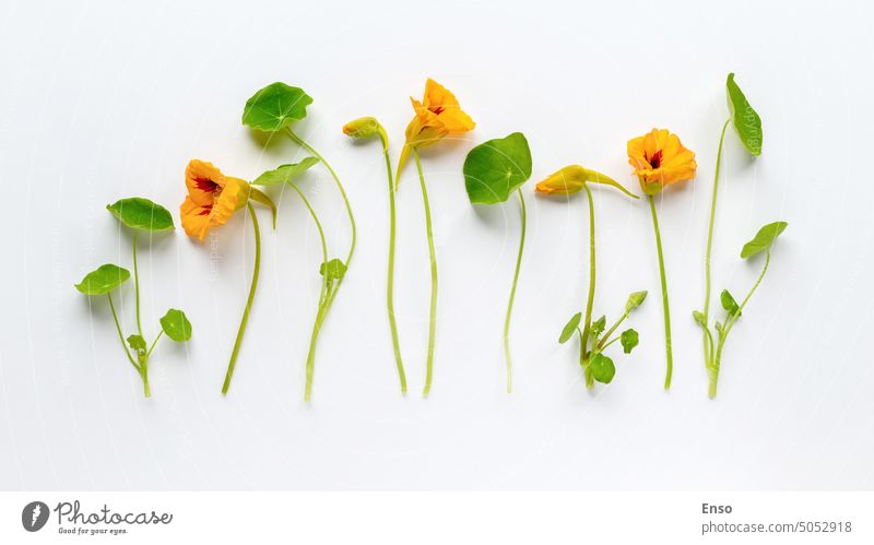 Nasturtium flowers and leaves on arranged white background, floral flat lay, copy space nasturtium leaf stem plant row arrangement spring vintage composition