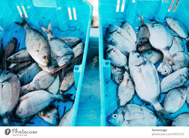 Marché aux poissons Fischmarkt Marseille Fischer Fischen Box Kisten Markt Nahrung gesunde ernährung OMEGA-3 Meerestier Meerestiere