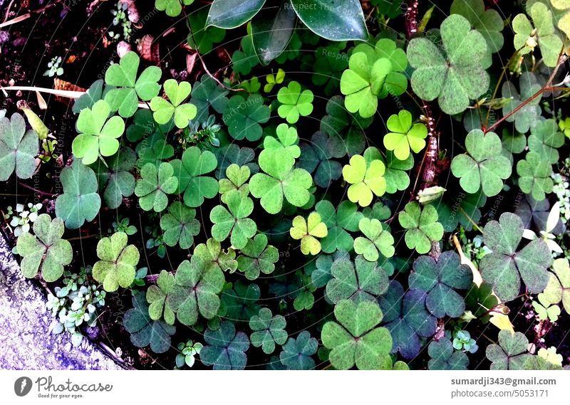 Photographic illustration of clover plant leaf photograph floral nature green background frame card luck blank photography symbol flower shamrock spring patrick