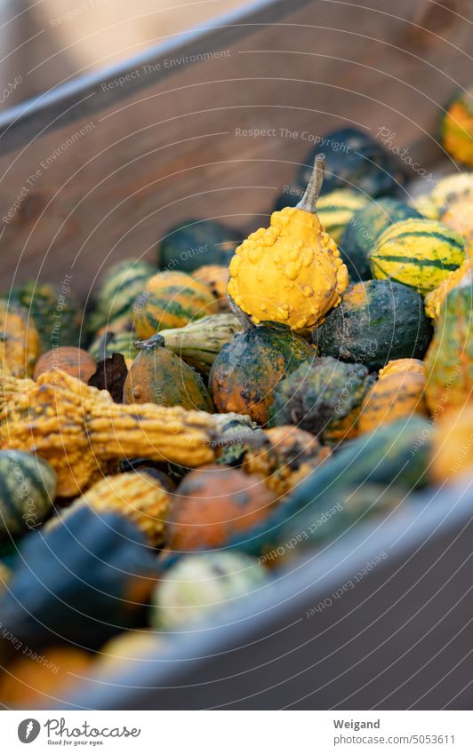 Colorful small ornamental pumpkins in wooden box Pumpkin Wooden box Autumn Hallowe'en Yellow hrün Orange thanksgiving reap Decoration October Nature Food