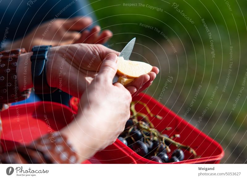 Woman halves apple piece in nature Apple slice grapes Knives Nature Autumn Season hands Food Nutrition fruit