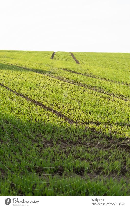 Green field half in the sun with furrows acre Field Agriculture Sun Exterior shot Summer Deserted Nature