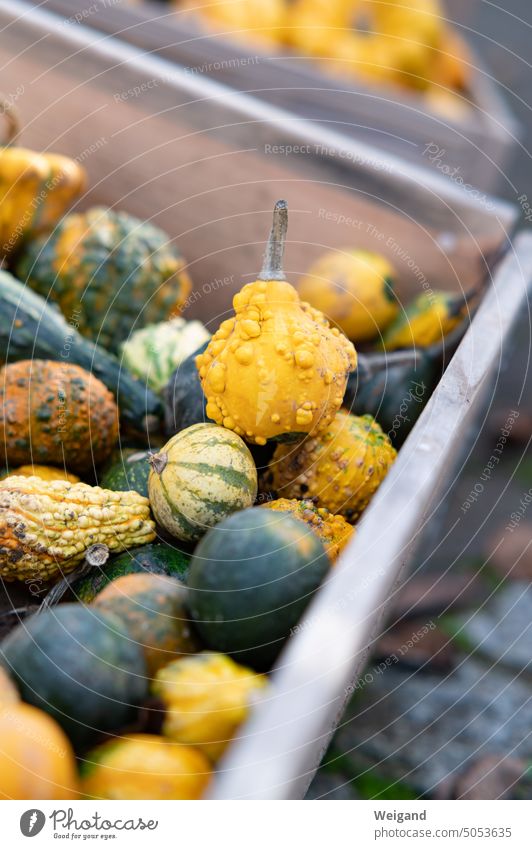 Small ornamental pumpkins, green and yellow, in box Pumpkin Autumn Harvest harvest season Hallowe'en Crate out Yellow Green Nature Decoration Food Season