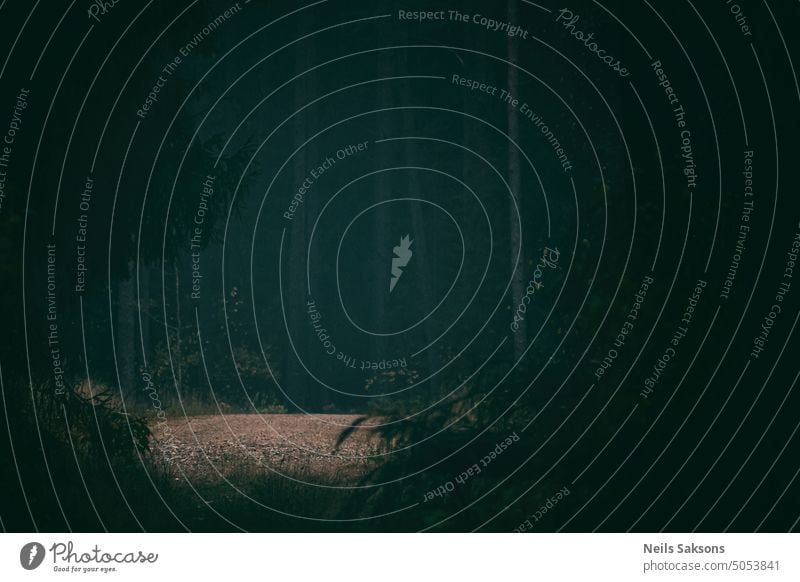 looking from the hideout forest dark forest pines road forest road waiting hunting hiking branches behind branches nature trees woods path season gravel