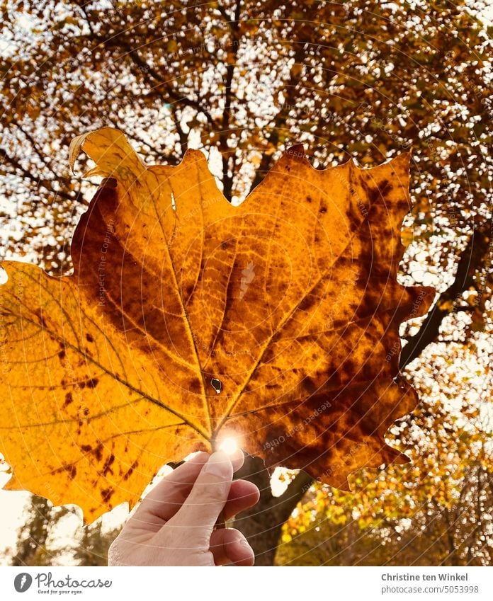 Hold the orange colored large leaf of a plane tree against the sun Leaf plane leaf autumn leaf Sun Sunbeam Hand stop To hold on Autumn Nature Autumnal