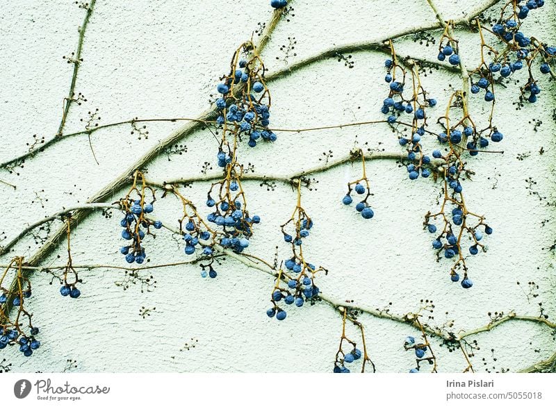 old Wild Wine Berries of the previous Year. dry branches on the wall. Red ivy leaves on a concrete wall. architecture background beautiful beauty berries black