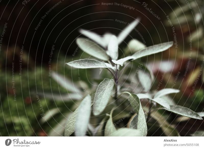 Sage plant (Salvia officinalis) close-up - in the background other herbs on a raised bed Green Plant wax breeding Herbs and spices Leaf Colour photo Healthy