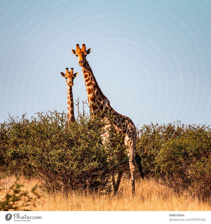 What are you looking at?! Wild Africa Namibia Exterior shot Far-off places Wanderlust Colour photo Freedom Vacation & Travel Landscape Adventure Nature Warmth