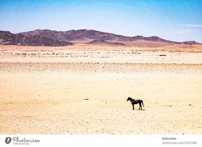 lonesome rider Climate change Environment Dry Drought Sky Impressive especially Warmth Nature Freedom Vacation & Travel Landscape Adventure Loneliness