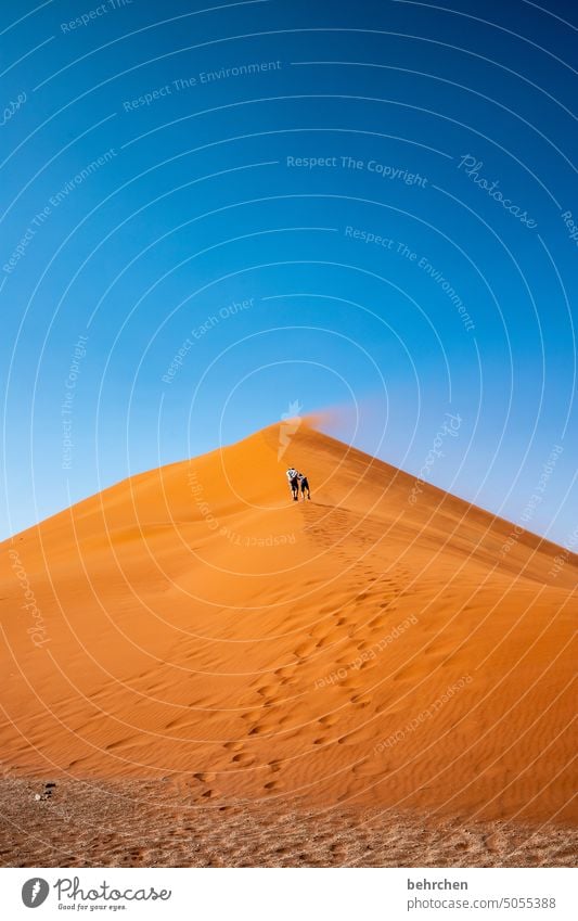 traces | gone with the wind Dune 45 Sandstorm Sossusvlei Namibia Far-off places Africa Desert dune 45 Sesriem Wanderlust travel Colour photo Landscape