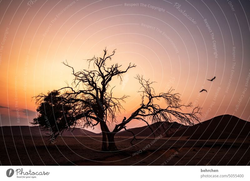 when the day begins Shadow Light Sossusvlei Exterior shot Sesriem dune 45 Sand Desert Africa Namibia Far-off places Wanderlust Longing travel Colour photo