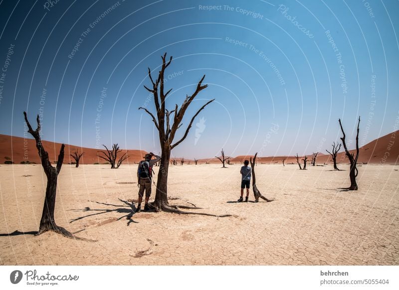 Old as a tree Sossusvlei Exterior shot Sesriem Sand Desert Africa Namibia Far-off places Wanderlust Longing travel Colour photo Loneliness Freedom Nature