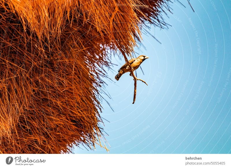 nest stool Grand piano Flying Impressive Freedom Sky especially Vacation & Travel Colour photo travel Wanderlust Far-off places Wilderness Animal Namibia Africa