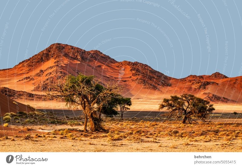 Our Earth Shadow Light Sossusvlei Exterior shot Sesriem Sand Desert Africa Namibia Far-off places Wanderlust travel Colour photo Landscape Vacation & Travel