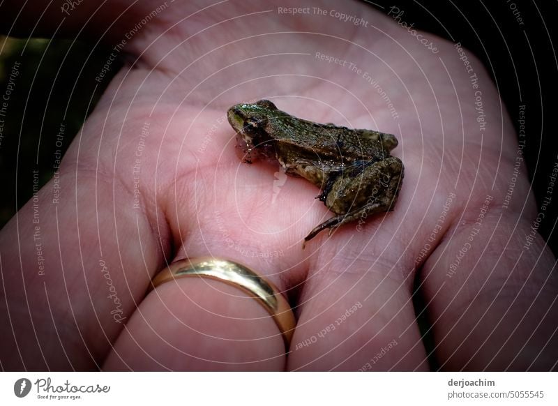 Small frog found. Taken in hand for viewing. Frog Detail Colour photo Plant Exterior shot Nature Deserted Close-up Animal Day Multicoloured Animal portrait