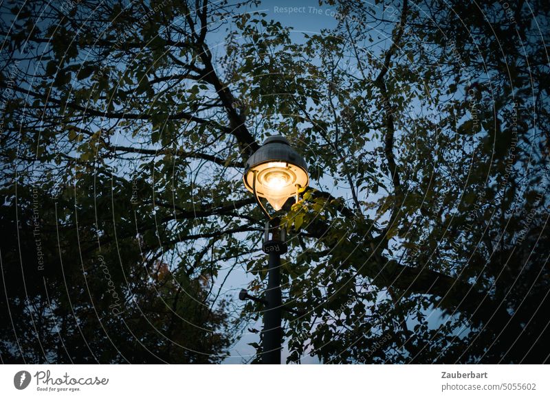 Street light shines as part of the web of leaves and branches of a tree Lantern streetlamp Illuminate Night at night Evening Tree wickerwork Silhouette pretence