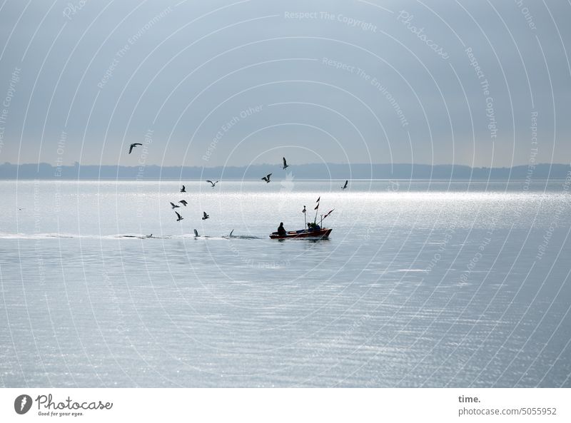 Gull feeding Cutter gulls Baltic Sea Horizon Sky Water fishing cutter boat hunger Back-light wavy overcast silver shine Light (Natural Phenomenon) Flag flag