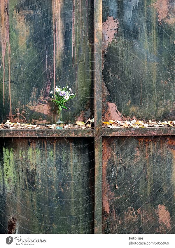 Bellaluna has briefly put down the asters in the small vase on the cross of the old hangar door of the Lost Place. I took advantage of that right away.