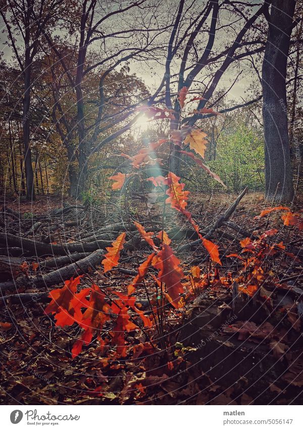 Autumn forest Forest Back-light sunshine foliage Tree leaves autumn mood autumn colours branches Seasons Transience Exterior shot Red