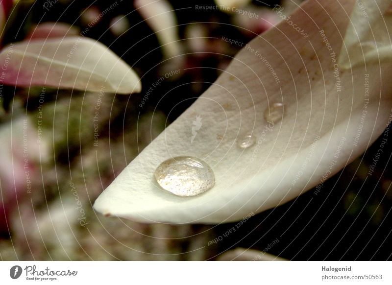 blossom Blossom Nutrition Survive Drops of water Transparent Autumn Romance Dark Thirsty Tree Plant Dream Abstract Exterior shot Life Beautiful Water Food