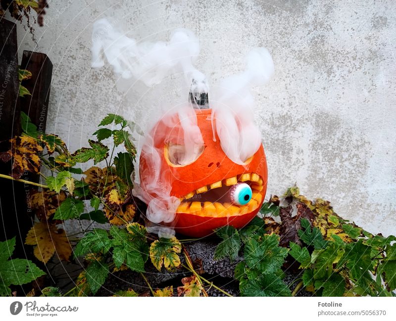 The Halloween pumpkin is fuming with rage, as all that's left of its snack is an eyeball, which it's now chewing on. Hallowe'en Pumpkin Orange Autumn Food