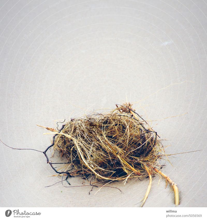 The summer nest. Flotsam and jetsam washed up on the beach flotsam Driftwood Seaweed tang Sand Beach coast Baltic beach Copy Space Sandy beach washed ashore