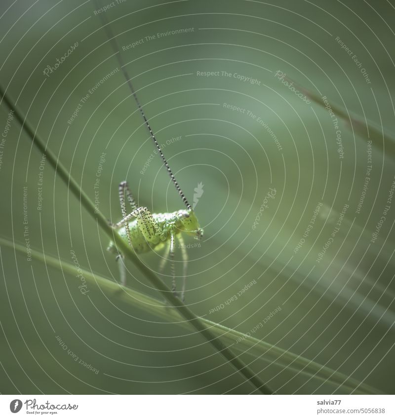 Young grasshopper climbing park Meadow blades of grass Locust Feeler Green Insect Animal Close-up Jump Grass Macro (Extreme close-up) Small Hop