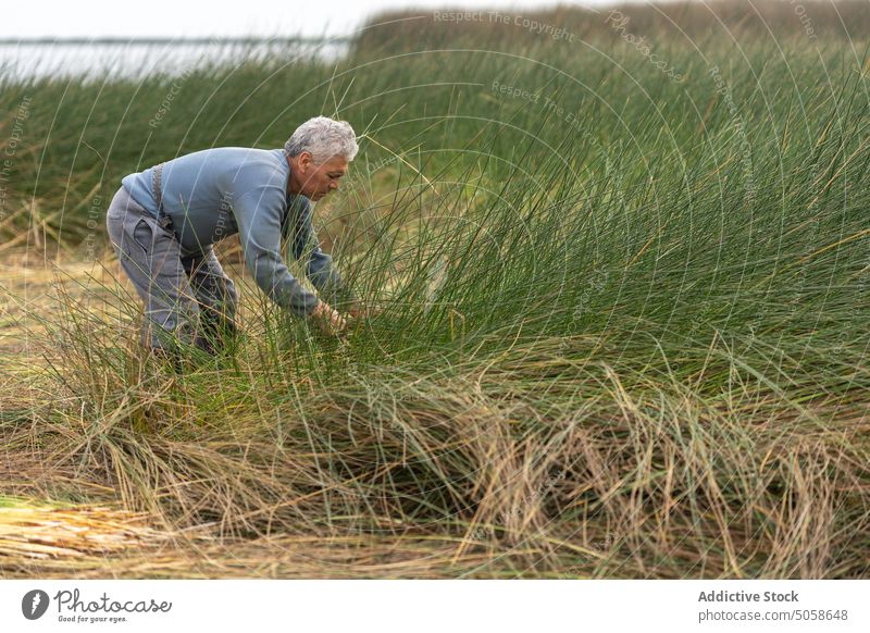 Hispanic man picking grass in field farmer lake shore countryside collect plant male mature middle age hispanic ethnic casual gray hair pond summer season green