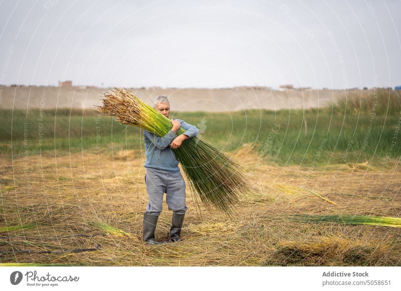 Hispanic man picking grass in field farmer countryside collect plant male mature middle age hispanic ethnic casual gray hair pond summer season green growth