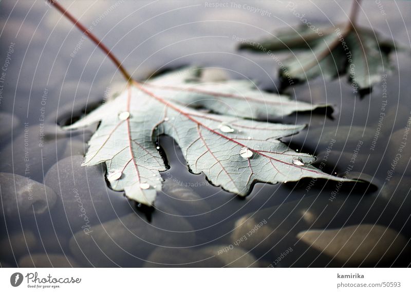 maple leaf Leaf Maple tree Tree Moody Drops of water Vessel Autumn mood Stone Water stones watertropic tropical To fall