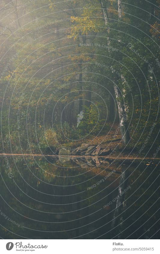 See im Herbstwald mit Morgennebel Wald Natur Landschaft Wasser Baum Pflanzen grün landschaft natürlich Himmel Bäume Sommer Blätter blau Erholung Nebel Teich