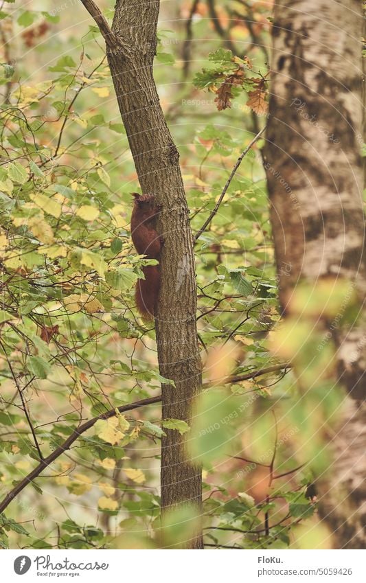 Red squirrel climbing up tree Squirrel red squirrel Animal Nature Forest Tree Cute Wild animal Pelt Mammal sciurus vulgaris Soft Cuddly Branch leaves Climbing