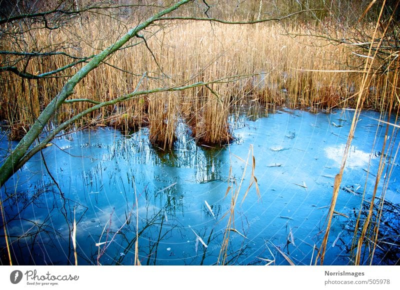 ossified Environment Nature Landscape Plant Water Autumn Ice Frost Grass Bushes Forest Bog Marsh Brook Esthetic Cold Blue Brown Dream Loneliness Emotions