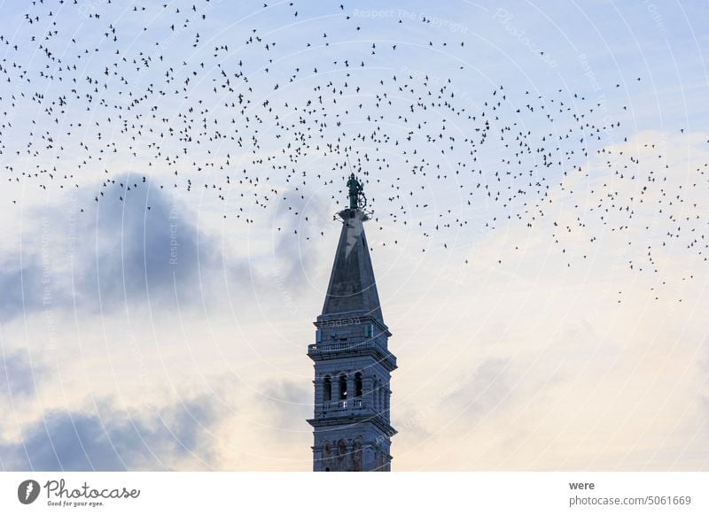 A flock of starlings flies in the evening as a migratory bird around the tower of the church of St. Euphemia in the town of Rovinj in Croatia Sea Water animal